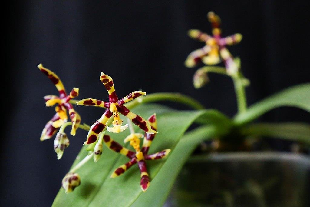 Phalaenopsis manii Black Phalaenopsis manii Black