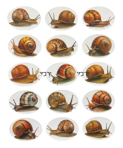 מדבקות חלזונות