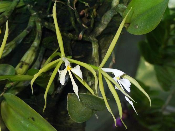 Epidendrum oerstedii