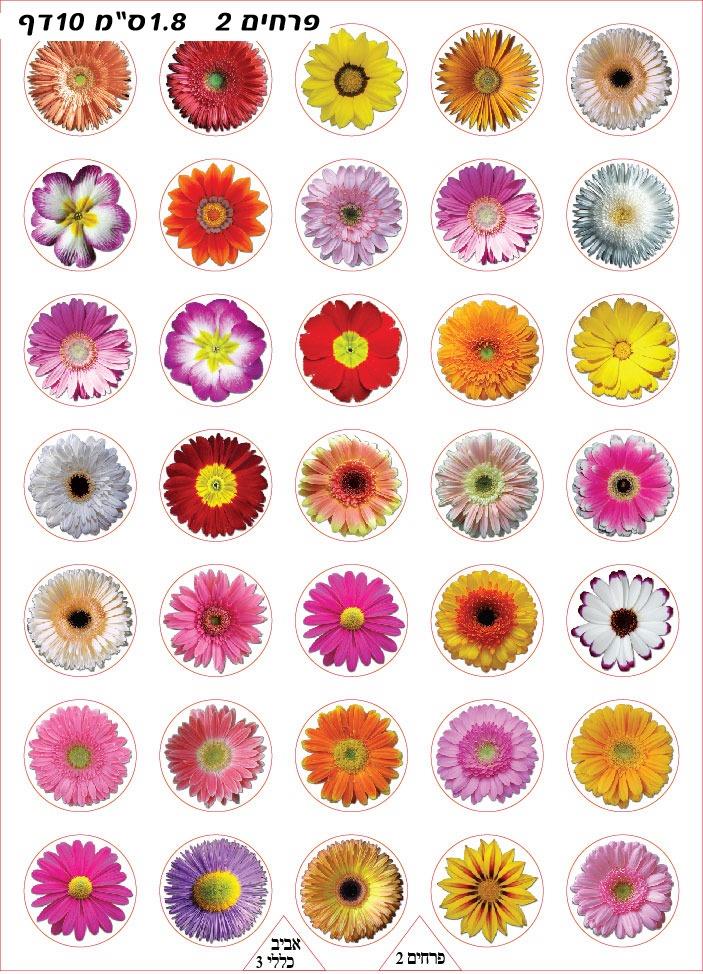 מדבקות פרחים שונים צבעוניים