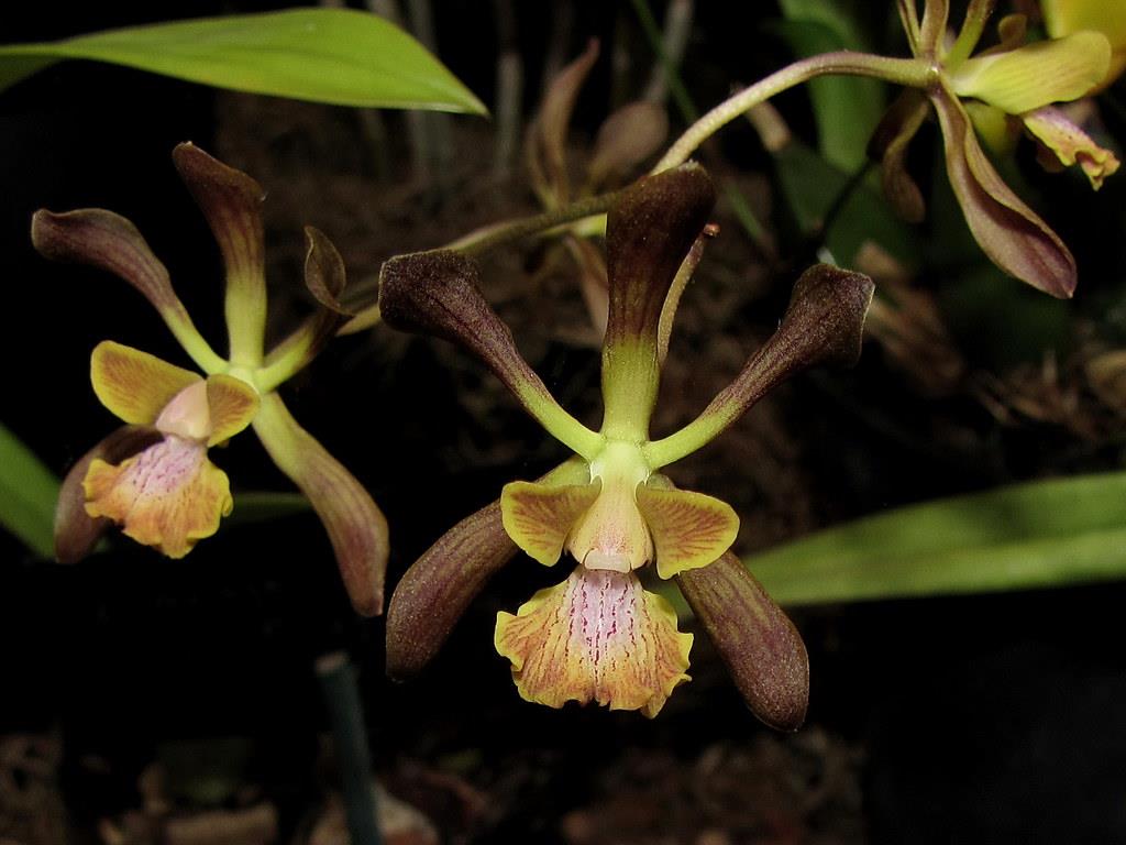 Encyclia parviflora - סחלבים