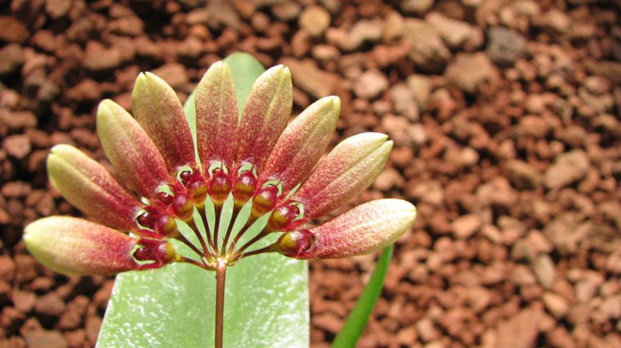 Bulbophyllum stramineum