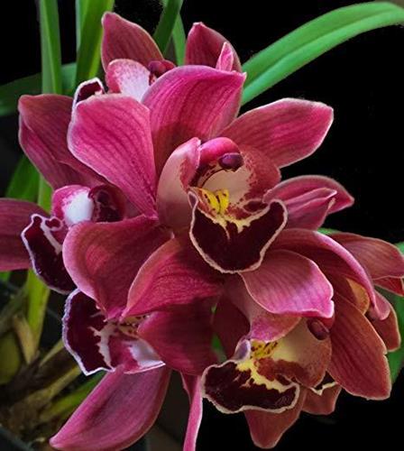 Cymbidium hybrid various colors