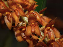 Bulbophyllum elassonothum