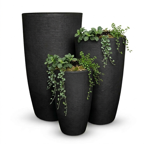 ריסקאטו קוני