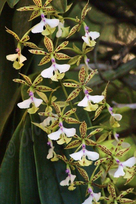 Epidendrum Stamfordianum Epidendrum Stamfordianum