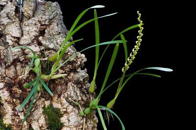 Bulbophyllum calyptratum