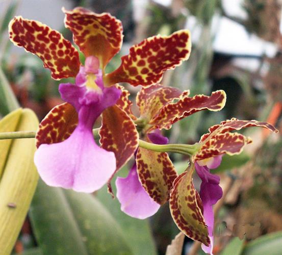 Oncidium nathakum