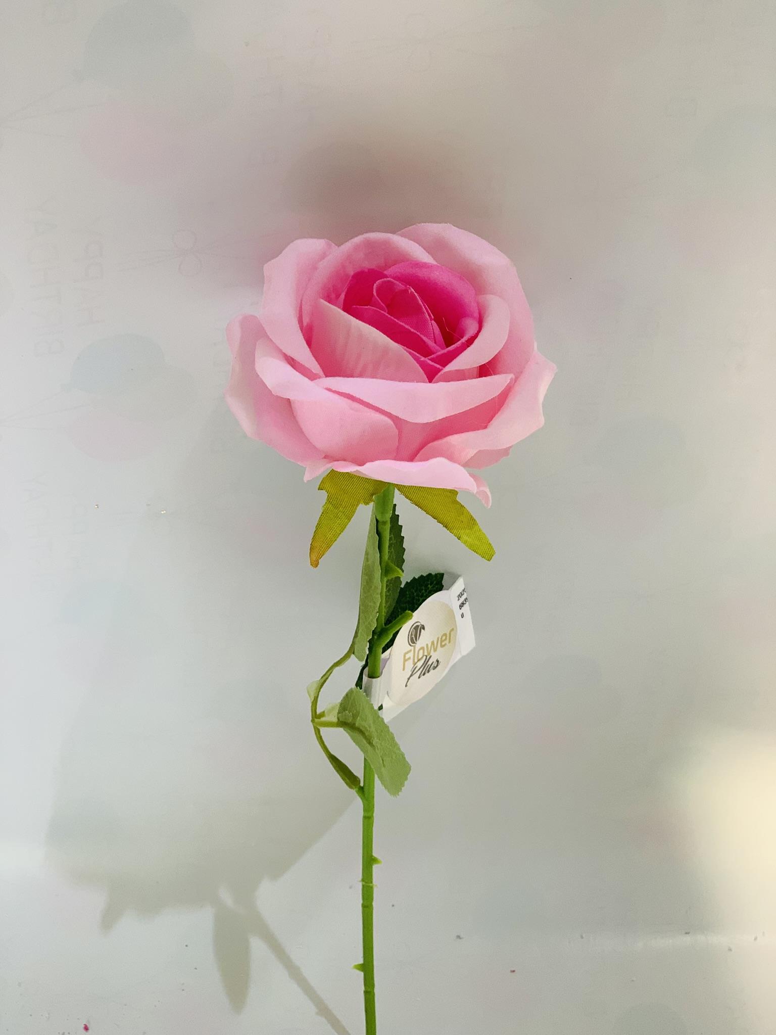 שושנה ורוד #6