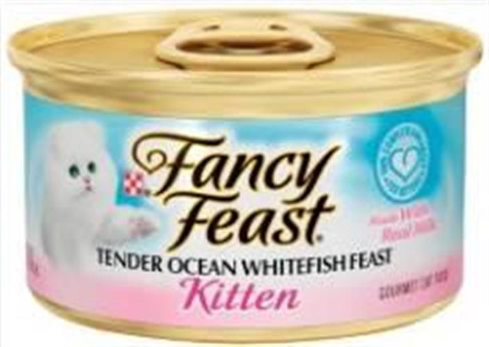 פנסי פיסט- פטה דגי אוקיינוס לחתלתולים
