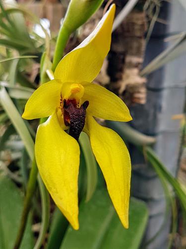 Bulbophyllum carunculatum