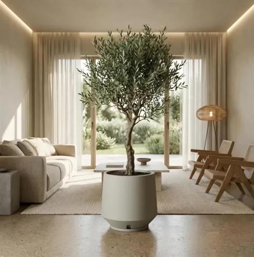 ברלים ברלים