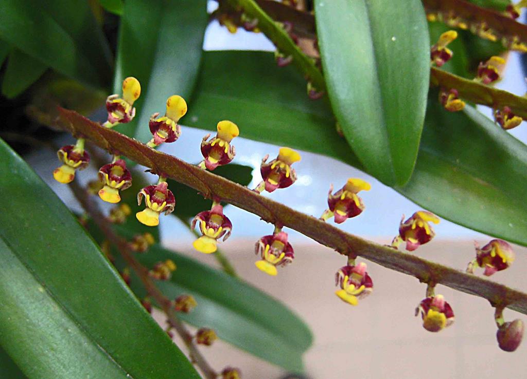 Bulbophyllum falcatum Bulbophyllum falcatum
