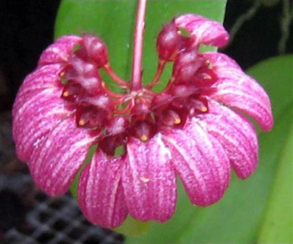 Bulbophyllum curtisii Bulbophyllum curtisii