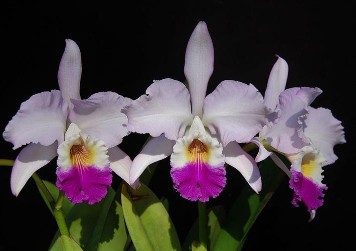 Cattleya mendelii Cattleya mendelii