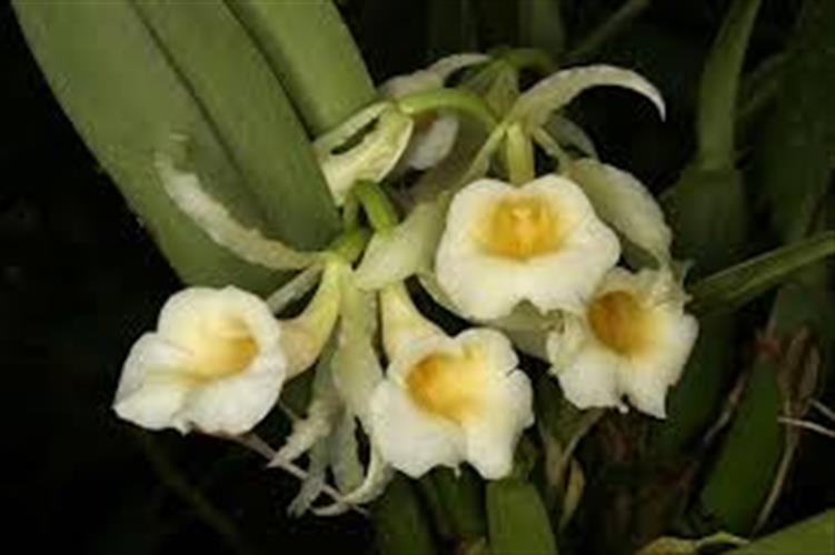 Trichopilia rostrata Trichopilia rostrata