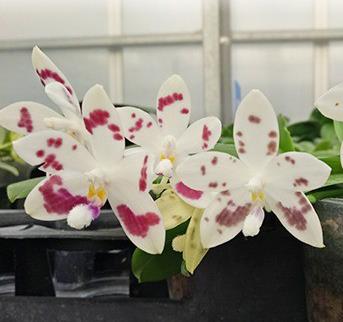 Phalaenopsis speciosa Red spot Phalaenopsis speciosa Red spot