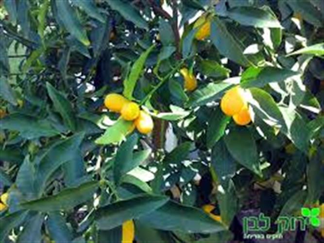 עצי הדרים תפוזים/קלמנטינות/לימון