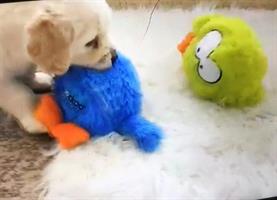 משחק לכלב קוקו קופצני עם מנגינה - צהוב