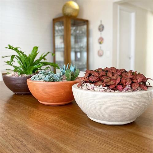 קערות אמסטרדה