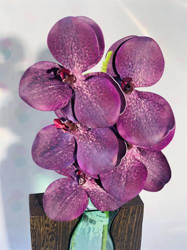 שושנה סגול #3