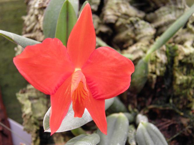 Sophronitis coccinea Sophronitis coccinea
