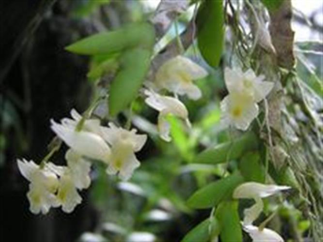 Dendrobium pseudoequitant