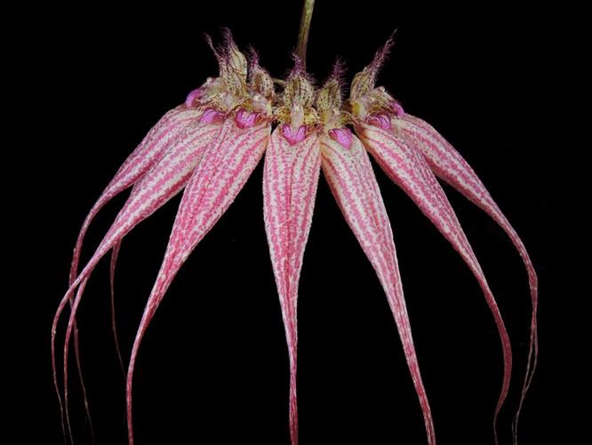 Bulbophyllum Ann Buckleberry