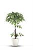 פרשליין - צמחיה מלאכותית - צמחים מלאכותיים - עץ אבוקדו מלאכותי