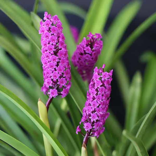 Arpophyllum spicatum Arpophyllum spicatum