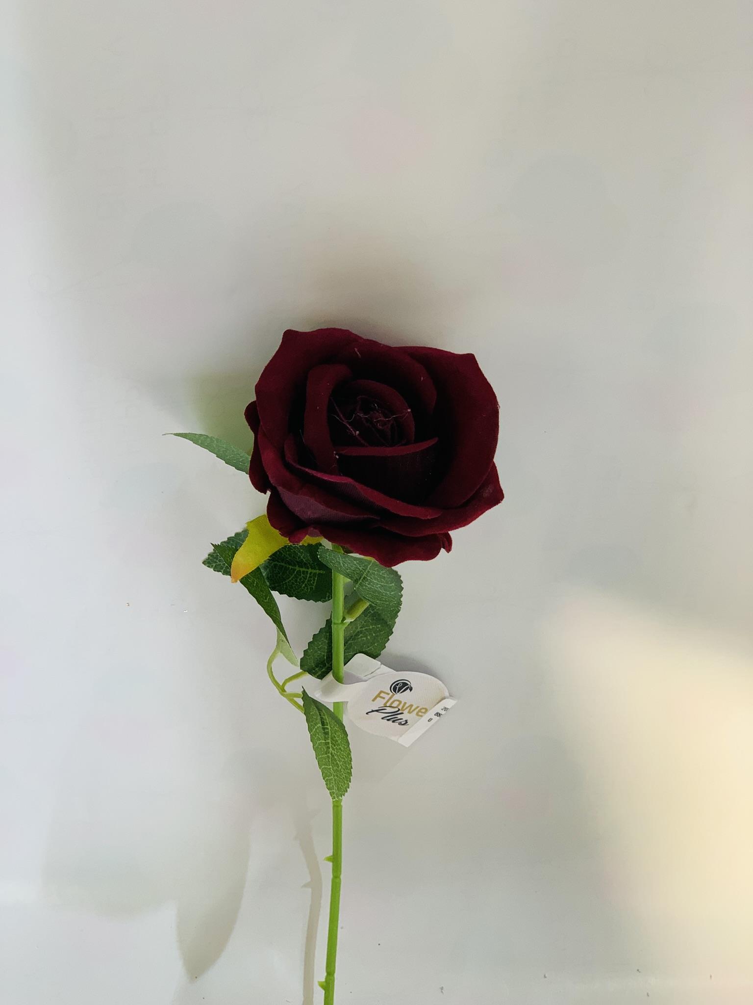 שושנה אדום #5