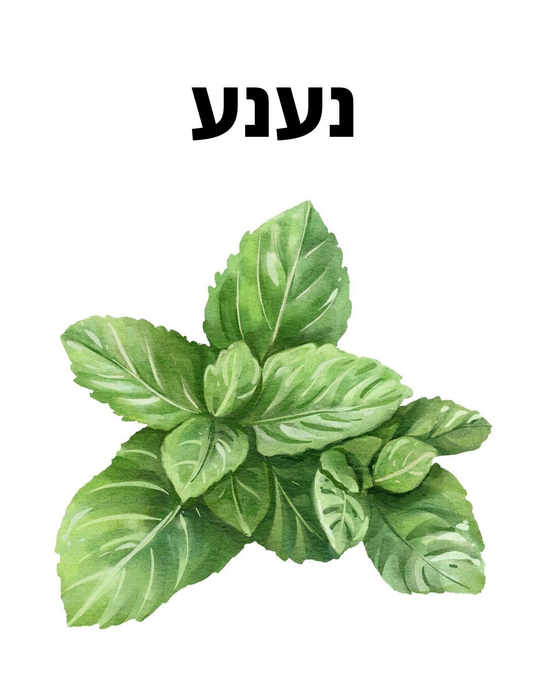 ערכת זריעה- נענע