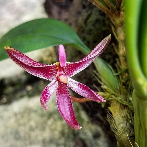 Bulbophyllum patens Bulbophyllum patens