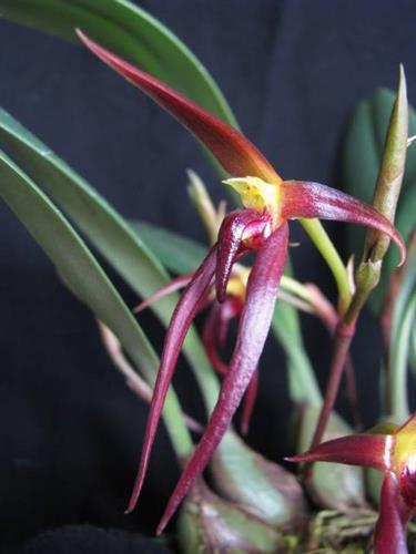 Bulbophyllum trigonosepalum