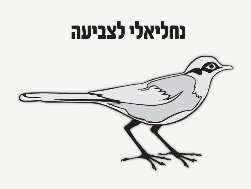 עבודות יצירה נחליאלי לצביעה - 36 יח'