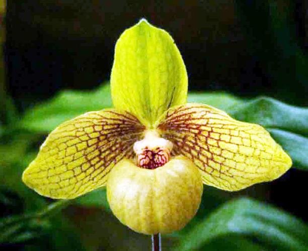 Paphiopedilum malipoense X hangianum Paphiopedilum malipoense X hangianum