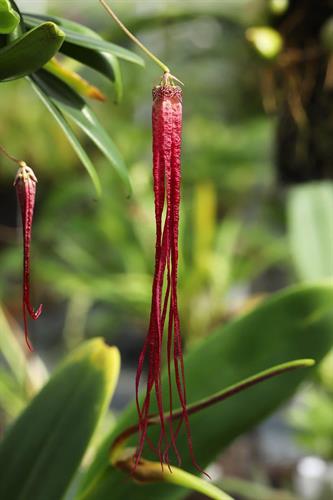 Bulbophyllum plumatum