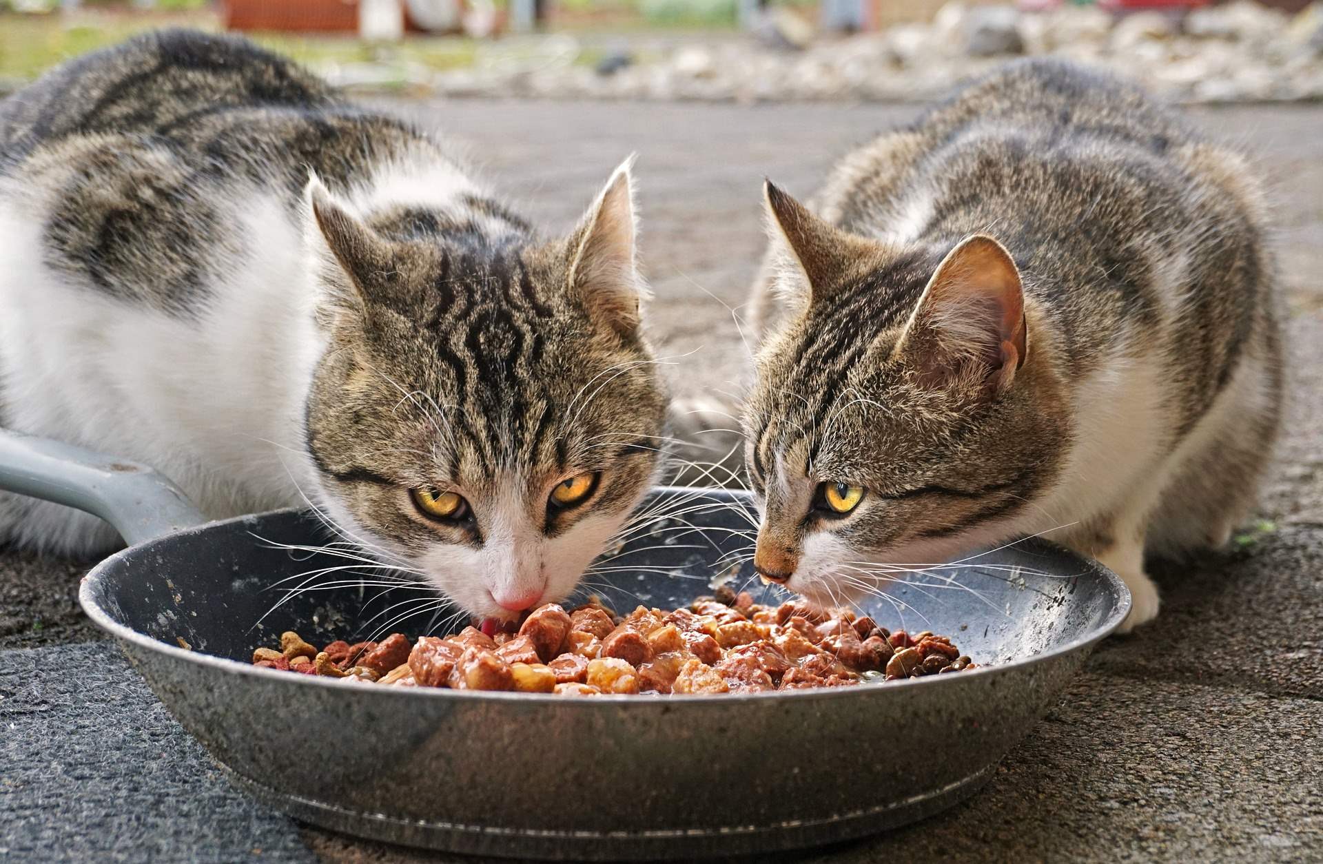 מזון וציוד לחתולים