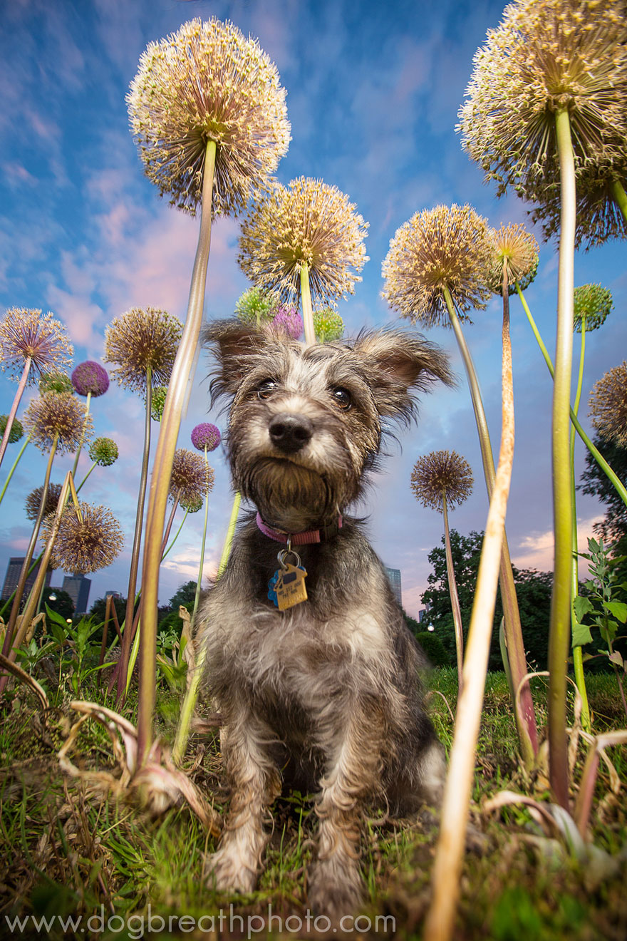 dogbreathphoto.com