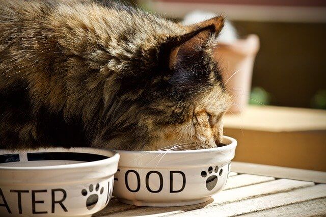 כשהאוכל גורמה החתול נהנה